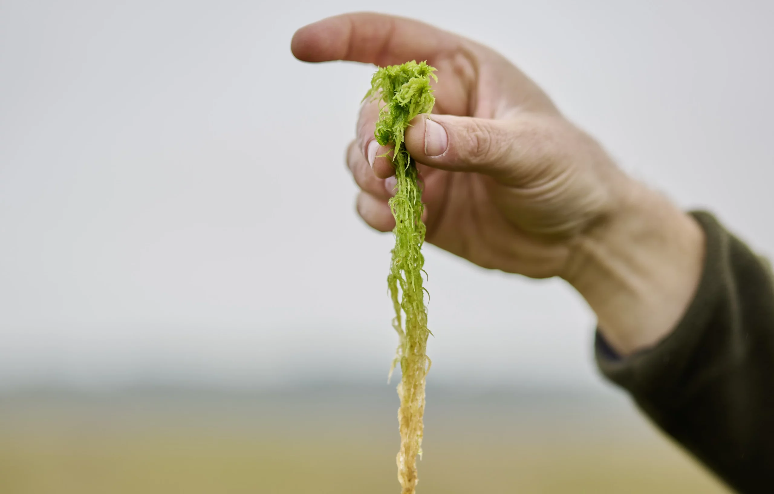 Feldvogelfenster in Getreidefeld